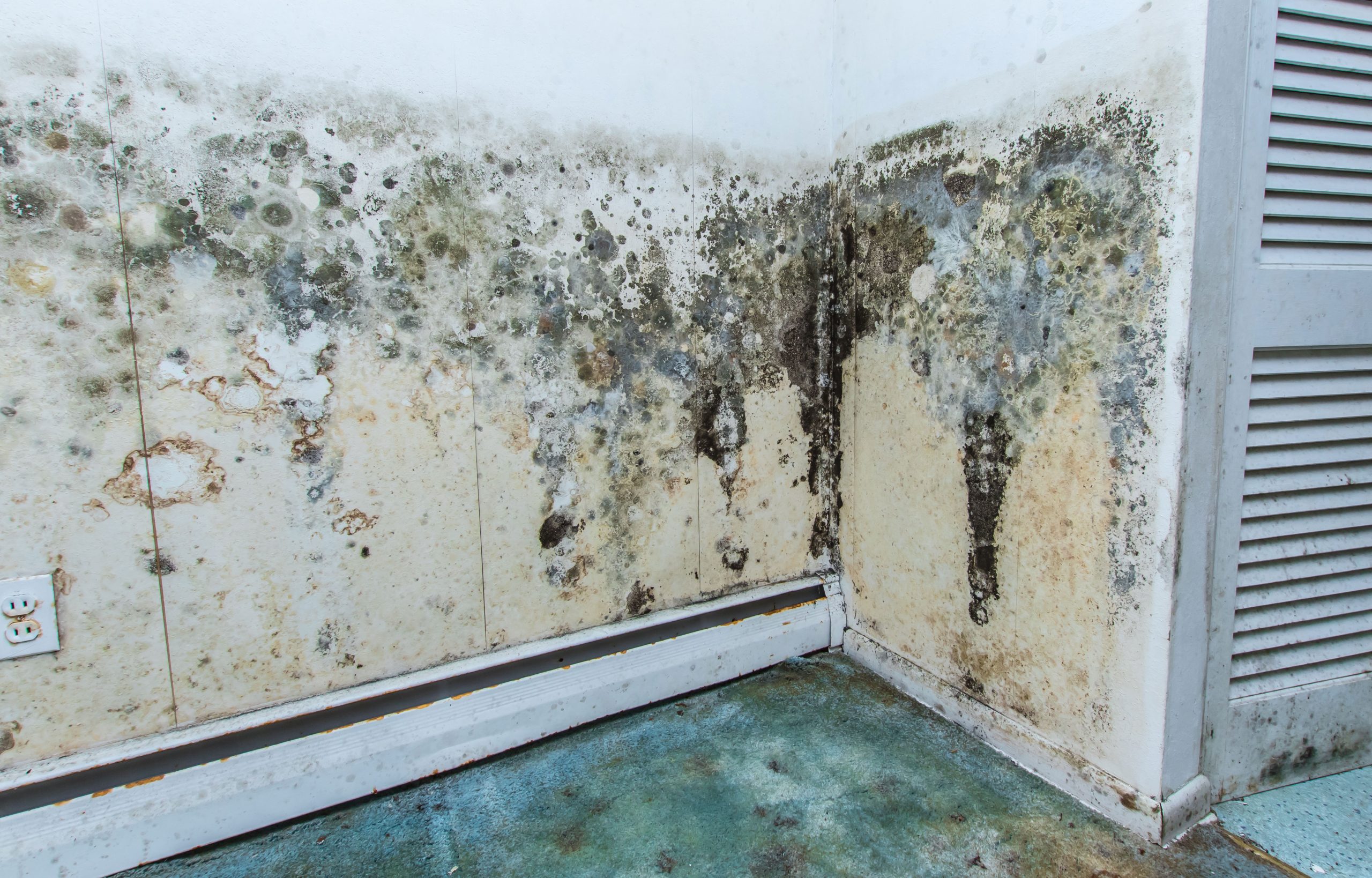 mold removal services columbia